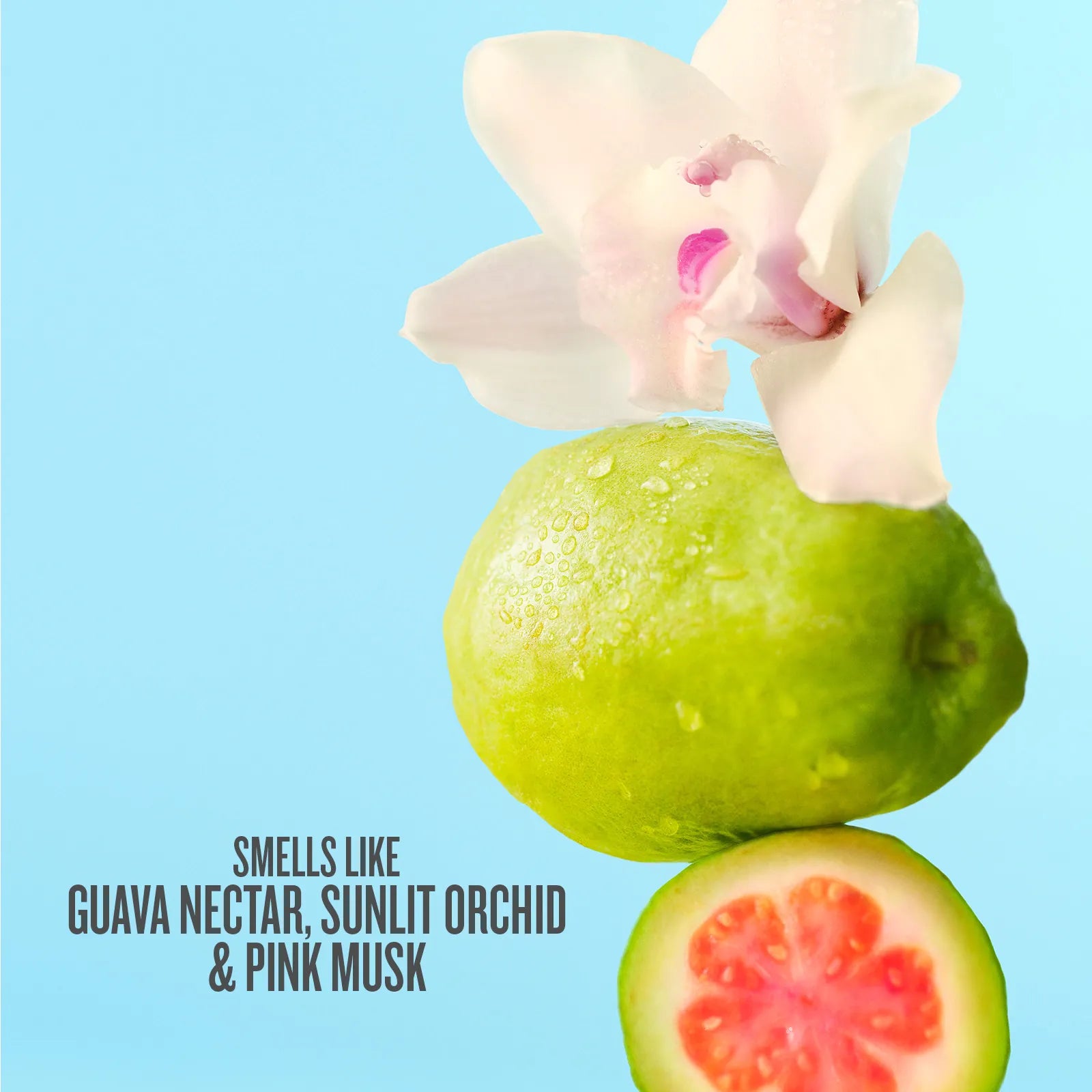 Green guava with a pink orchid on a light blue background