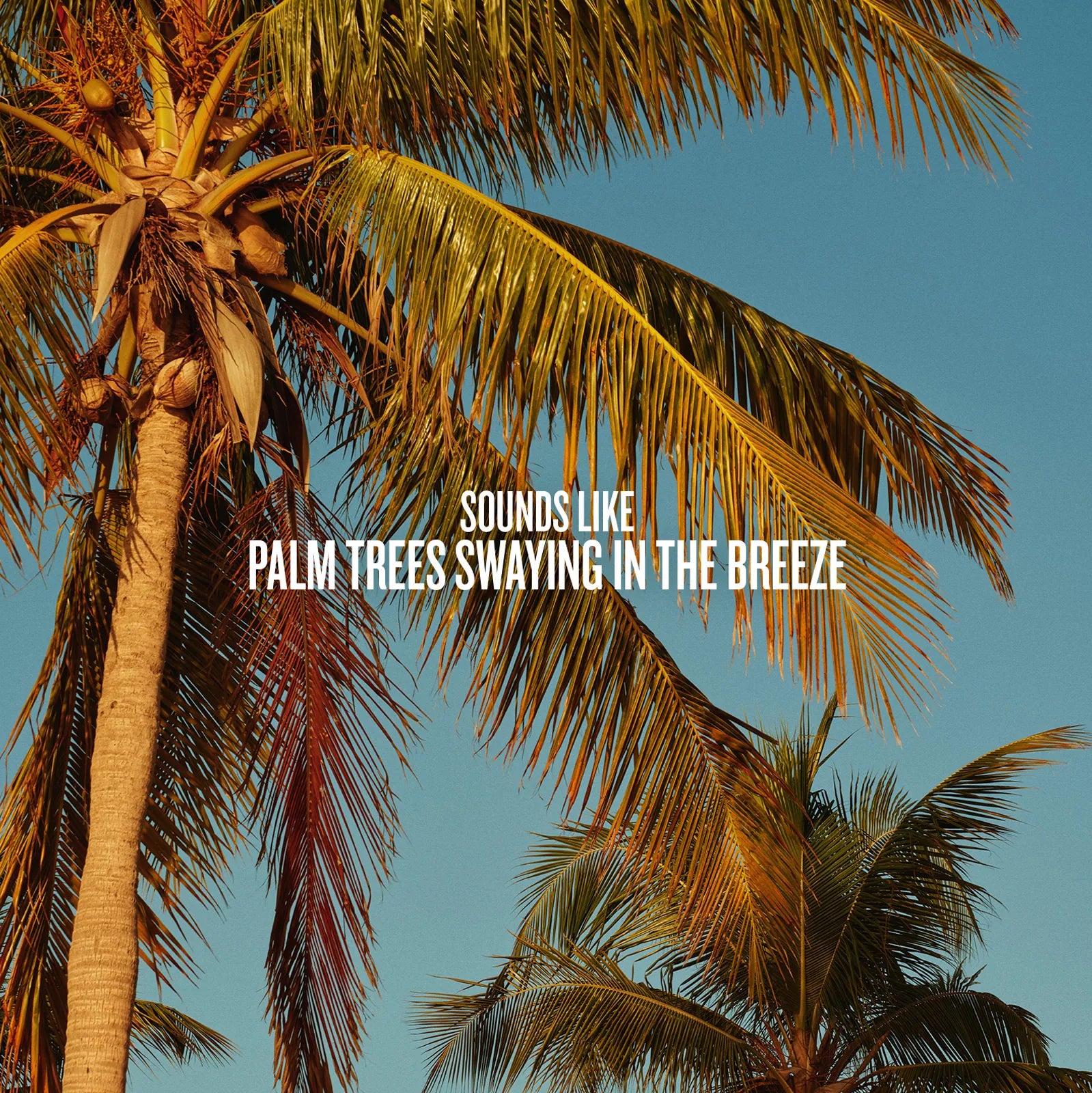 sounds like palm trees swaying in the breeze